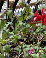 Selasphorus calliope