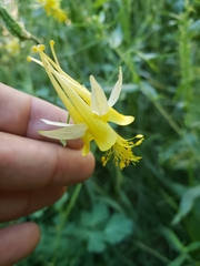 Aquilegia chrysantha