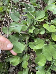 Packera serpenticola