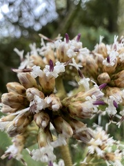 Critoniopsis bogotana