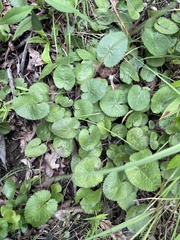 Packera serpenticola