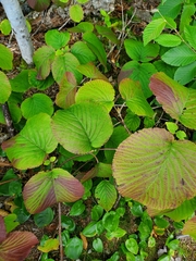 Viburnum lantanoides image