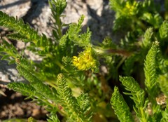 Ivesia campestris