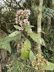 Critoniopsis bogotana