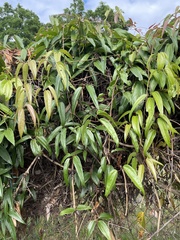 Clematis armandii