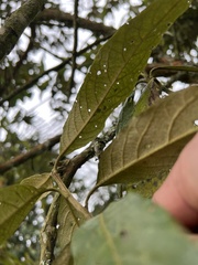 Critoniopsis bogotana