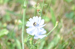 Melissodes denticulatus