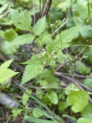 Osmorhiza purpurea