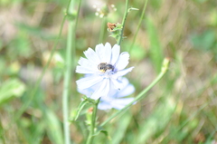 Melissodes denticulatus