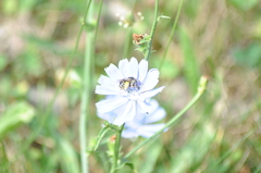 Melissodes denticulatus