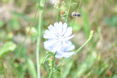 Melissodes denticulatus