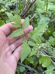 Osmorhiza purpurea