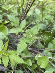 Osmorhiza purpurea