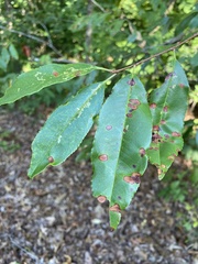 Prunus serotina