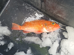 Helicolenus dactylopterus