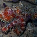 Mosaic Longarm Octopus - Photo (c) Blogie Robillo, some rights reserved (CC BY-NC-ND), uploaded by Blogie Robillo