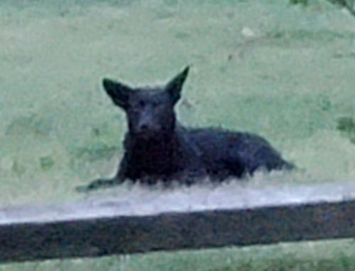 Coyote photographed in Virginia