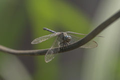 Orthetrum brachiale