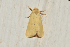 Heliocheilus paradoxus