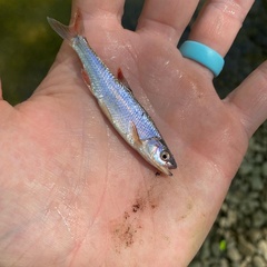 Lythrurus fasciolaris