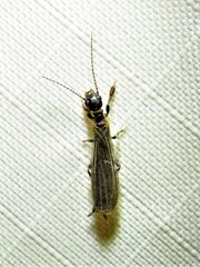 Oligotoma saundersii