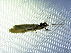 Oligotoma saundersii