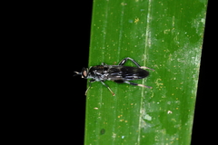 Archistratiomys rufipalpis