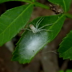 Gephyrellula violacea