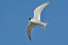 Sternula antillarum browni