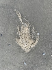 Amathia verticillata