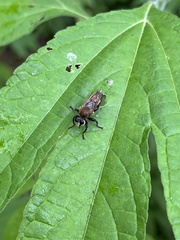 Laphria posticata