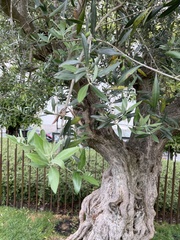 Olea europaea