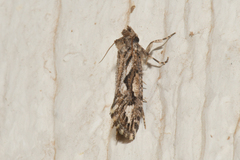 Acrolophus variabilis