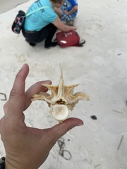 Pogonias cromis