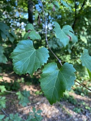 Vitis rotundifolia