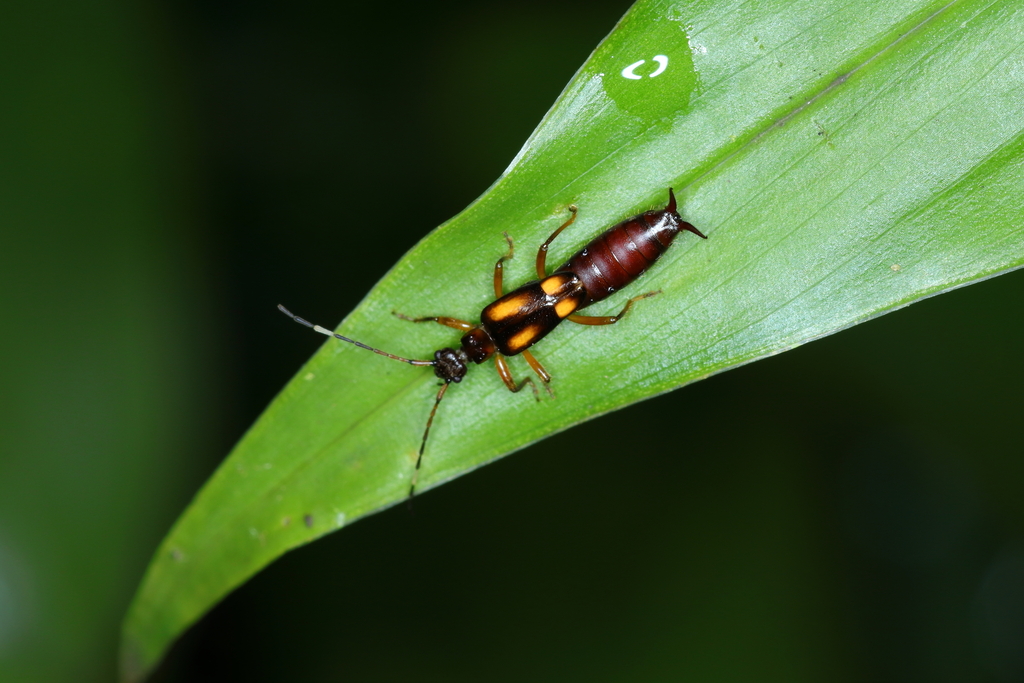 Sarcinatrix quadrimaculata