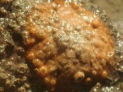 Cryptosula pallasiana