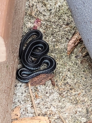 Thamnophis ordinoides