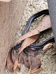 Thamnophis ordinoides