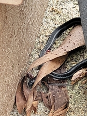 Thamnophis ordinoides