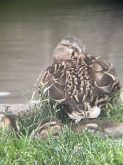 Anas platyrhynchos platyrhynchos