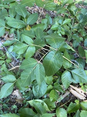 Toxicodendron radicans