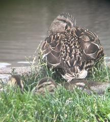 Anas platyrhynchos platyrhynchos