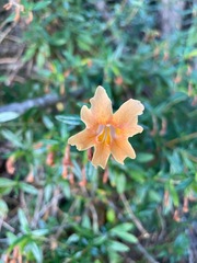 Diplacus grandiflorus