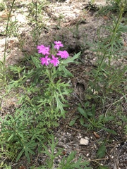Glandularia chiricahensis