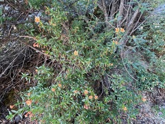 Diplacus grandiflorus