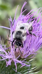 Anthophora bomboides bomboides