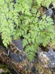 Conioselinum