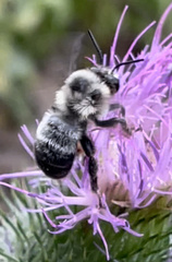 Anthophora bomboides bomboides