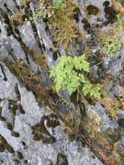 Conioselinum